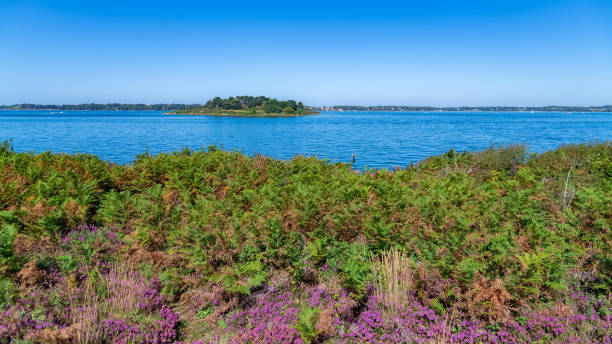 istock Ile-aux-Moines in the Morbihan gulf 1453938900