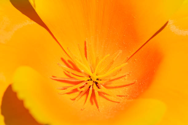 春のオレンジポピー - poppy bud ストックフォトと画像