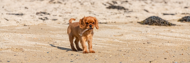 A dog cavalier king charles, a ruby puppy running on the beach