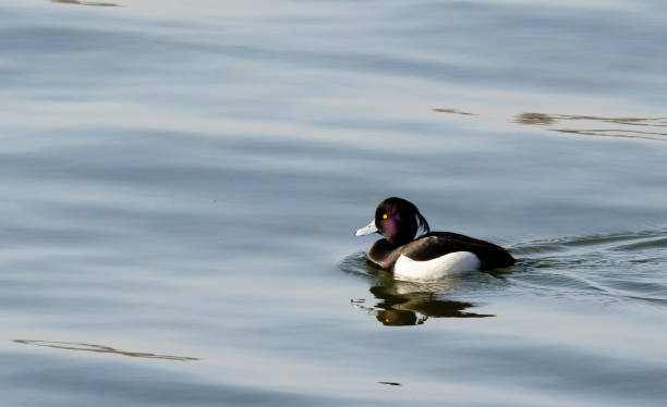 istock Male Tufted Duck on Water 1453938922