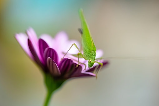 A grasshopper on a purple flower in the garden