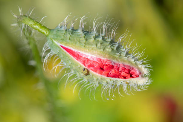 春のケシのつぼみ - poppy bud ストックフォトと画像