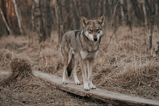 A beautiful Saarloos Wolfdog standing on a timber in a forested area with dry trees and grass