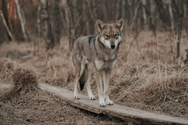 Photo of Beautiful Saarloos Wolfdog standing on a timber in a forested area with dry trees and grass