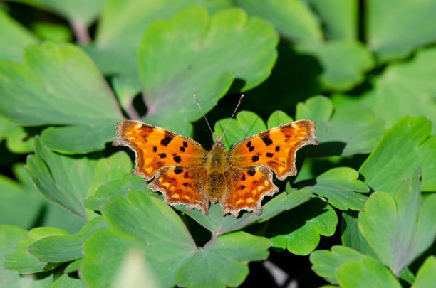 istock A Comma Butterfly in the Sunshine 1453939282