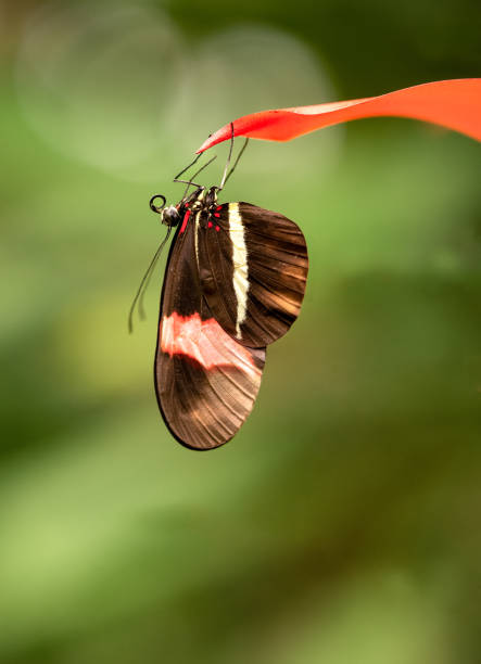 istock Selective focus shot of a butterfly upside down on the leaf 1453939355