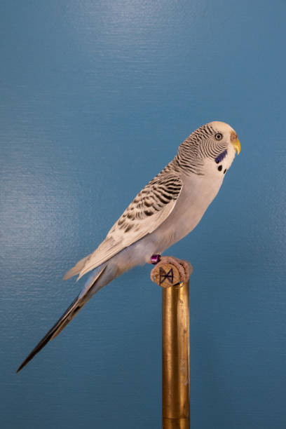 istock Vertical closeup of the common parakeet on the perch. 1453939461