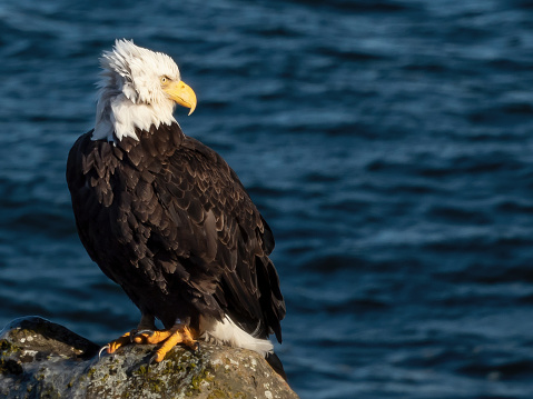 bald eagle resting on a rock by the water