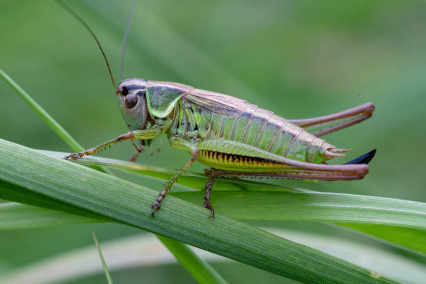 istock Closeup of a green grasshopper on a leaf 1453939702