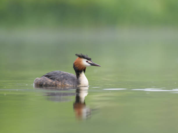 istock Beautiful Great crested grebe in a lake on a sunny day 1453939756