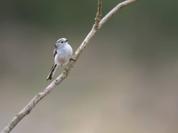 istock Beautiful small bird on a branch in a forest 1453939805