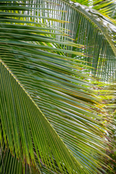 istock Vertical shot of coconut palm tree leaves. 1453940029