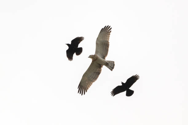 istock Low angle shot of flying short-toed snake eagle (Circaetus gallicus) and black eagles 1453940145