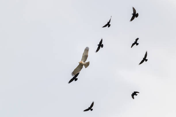 istock Low angle of flying birds up in the clear white sky 1453940172