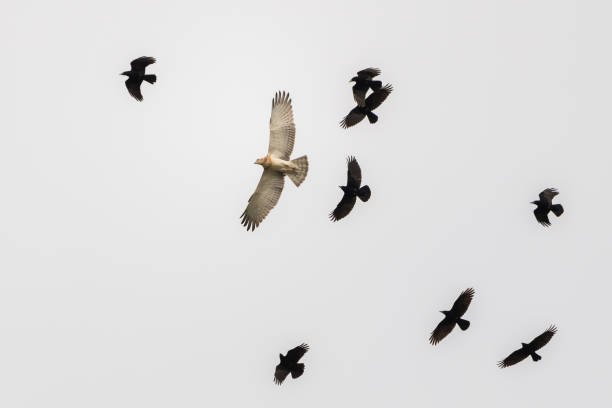 Low angle shot of flying short-toed snake eagle (Circaetus gallicus) and black eagles
