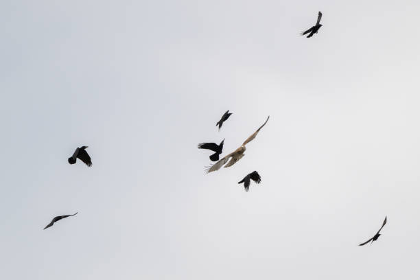 istock Low angle shot of flying short-toed snake eagle (Circaetus gallicus) and black eagles 1453940176