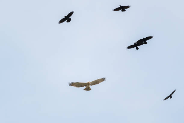 istock Low angle shot of flying short-toed snake eagle (Circaetus gallicus) and black eagles 1453940182