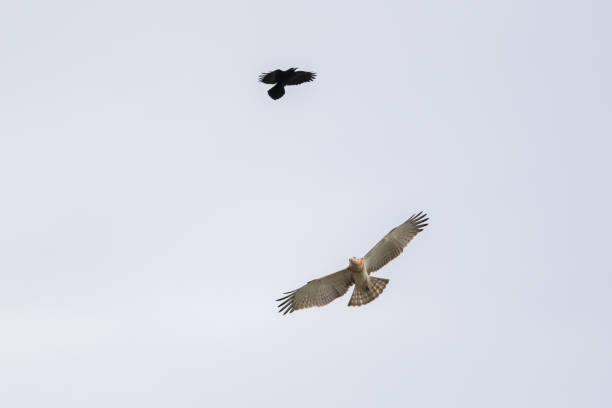 istock Low angle shot of flying group of short-toed snake eagle (Circaetus gallicus) and black eagle 1453940278