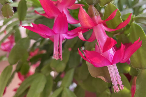 istock Close up Schlumbergera flower 1453940505