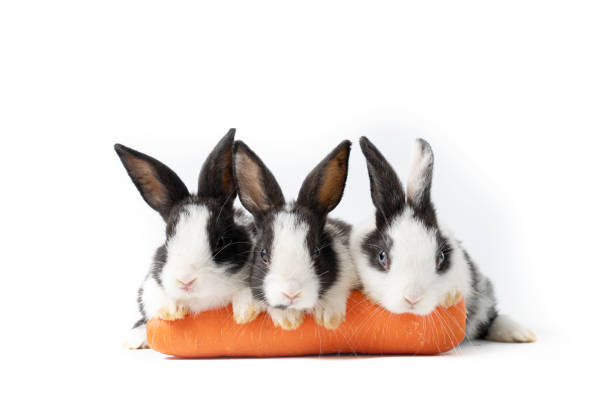Beautiful Group easter rabbits eating carrot isolated on white background., Healthy lifestyle.
