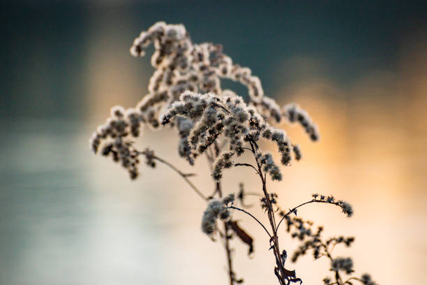 istock Fluffy wild plant at winter sunset hour 1453940539