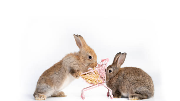 istock Beautiful two brown easter rabbits eating baby corn isolated on white background. 1453941118