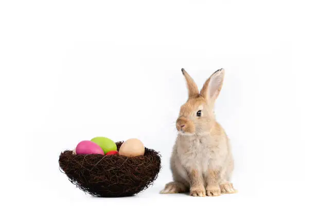 Lovely rabbits with Easter eggs isolated on white background., Easter animal rabbit concept.
