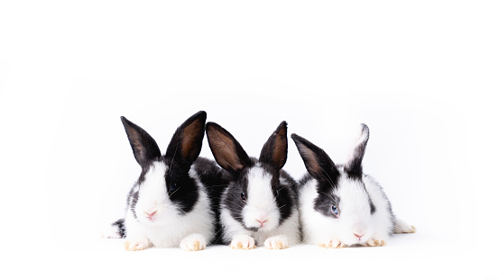 Portrait of group bunny rabbit easter animal isolated on white background.