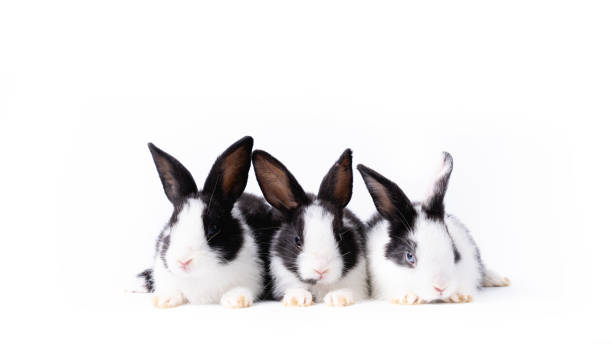 portrait of group bunny rabbit easter animal isolated on white background. - pets curiosity cute three animals imagens e fotografias de stock