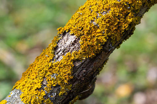 Orange lichen, Xanthoria parietina, growing on tree bark.