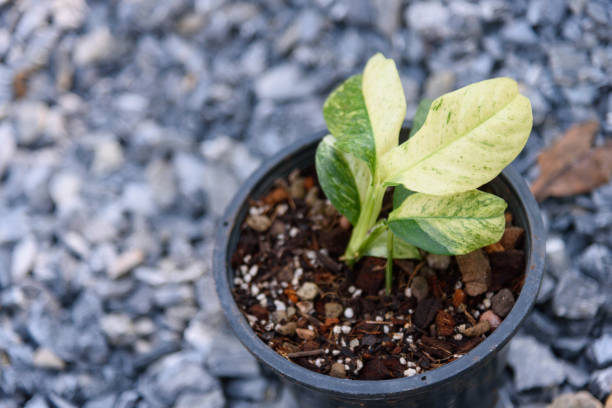 istock rhaphidophora puberula variegated in the pot 1453941712