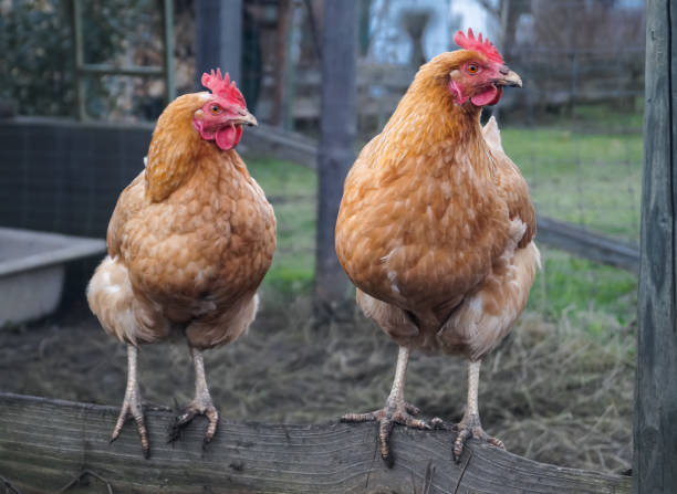 istock Two chicken hens standing on a wooden fence bar looking into the same direction 1453941829