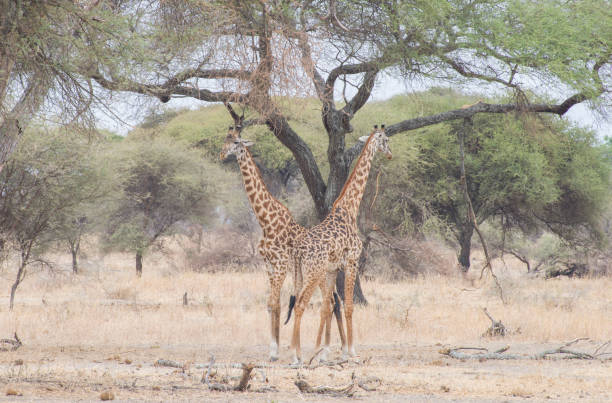 istock Giraffes in the Wild 1453942419