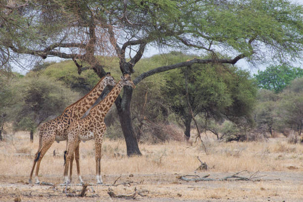 istock Giraffes in the Wild 1453942422