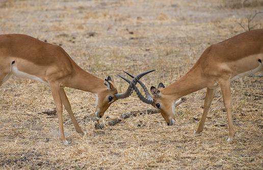Two male impala fight in the wild. Taken in Tarangire National Park, Tanzania.
