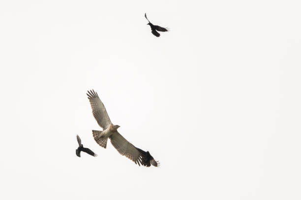istock Low angle shot of flying short-toed snake eagle (Circaetus gallicus) and black eagles 1453942469