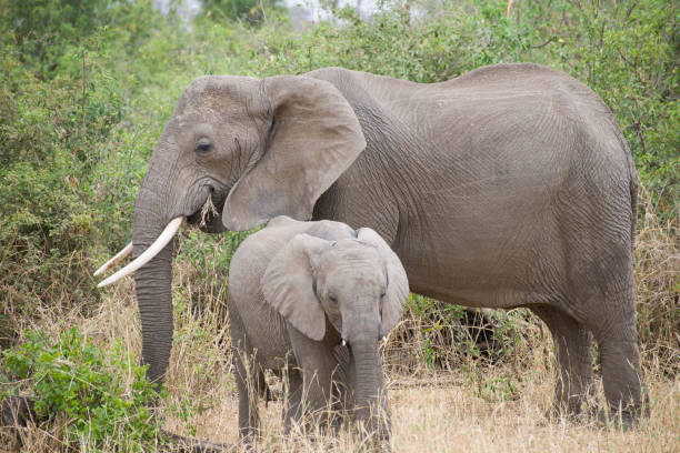 istock Mother Elephant and Calf 1453942557