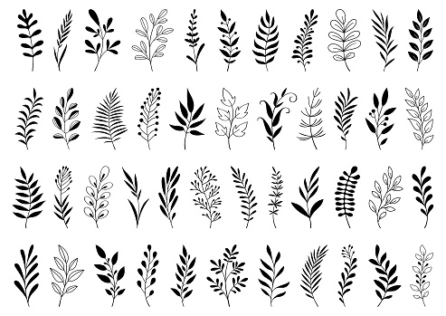 Set of decorative hand drawn plants. Doodle design elements.