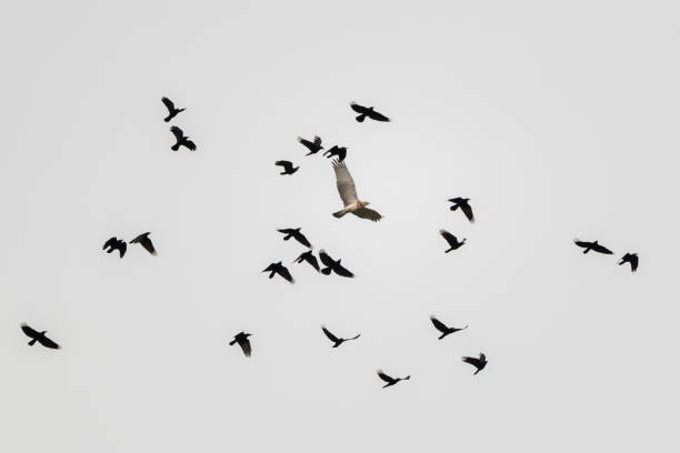istock Low angle shot of flying group of short-toed snake eagle (Circaetus gallicus) and black eagles 1453944357
