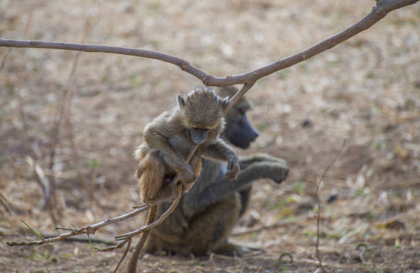 A young baboon plays on a branch with a adult baboon in the background. Taken in Tarangire National Park, Tanzania.