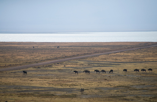 A herd of wildebeest graze with zebra next to a large lake. Taken near lake Magadi, Ngorongoro Crater, Arusha, Tanzania.