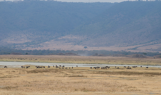 A herd of wildebeest graze beside a crater lake with flamingos. Taken in Ngorongoro Crater, Arusha, Tanzania.