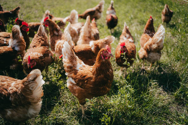 hühner auf einem bauernhof - freilandhuhn stock-fotos und bilder