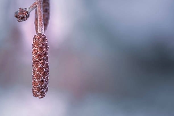 istock Hazel cat in winter Hazelnut allergy 1453947198