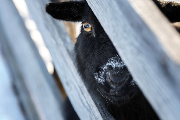 istock Domesticated black goats looking at the camera through a fence 1453947382