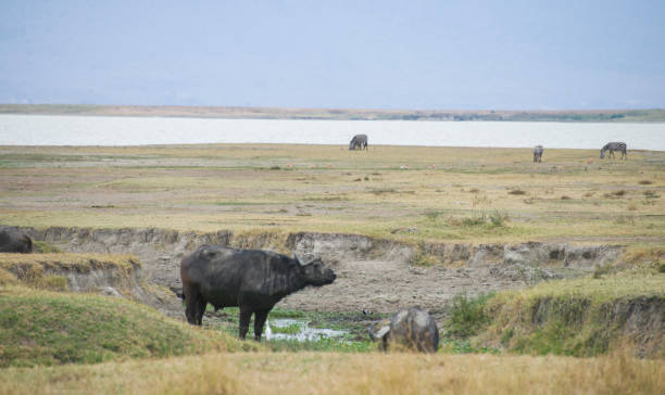 istock Buffalo beside Lake 1453947503