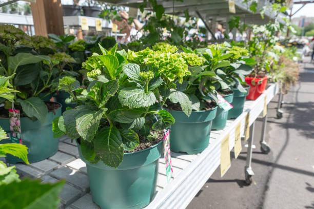 hortensias en pots verts sur les étagères de la serre à vendre - hortense photos et images de collection