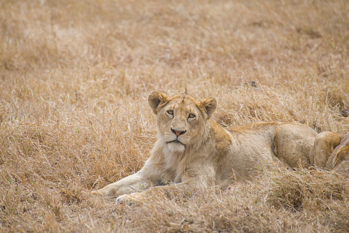 A female lion sits among dry grass looking at surroundings. Taken in Ngorongoro Conservation Area, Arusha, Tanzania.