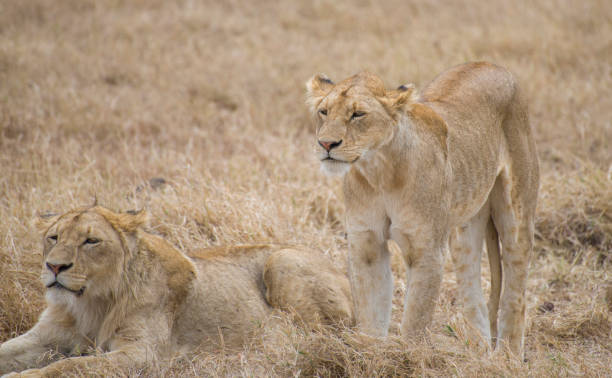 istock Two lionesses in Dry Grass 1453947756