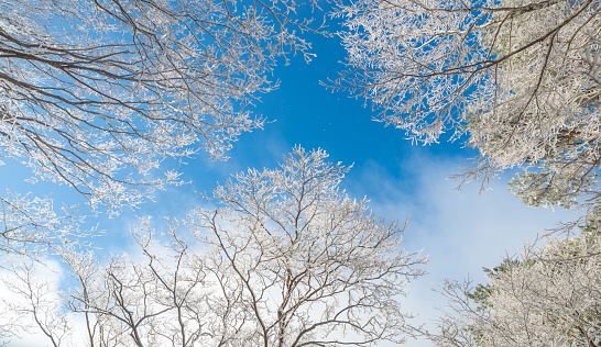 Frosty White Winter Trees; Blue Sky Background. Copy space available.